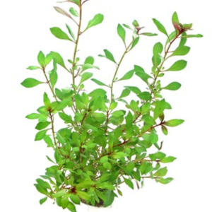 Dennerle Ludwigia repens 'Rubin' (DPL00950)