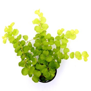 Dennerle Lysimachia nummularia 'aurea' (DPL00226)