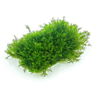 Dennerle Fissidens Fontanus, Pad (DPL30513)