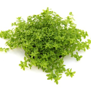 Dennerle Hemianthus glomeratus (DPL00943)