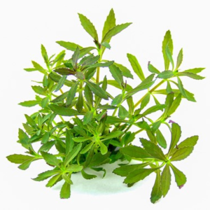 Dennerle Limnophila hippuridoides (DPL30512)