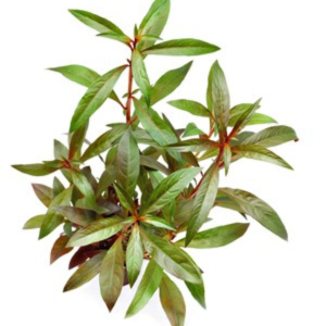 Dennerle Ludwigia glandulosa (DPL00789)