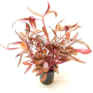 Dennerle Alternanthera reineckii Red