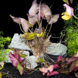 Dennerle Bulbs