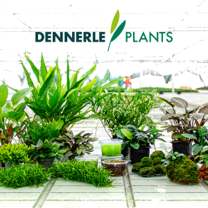 Dennerle Plants