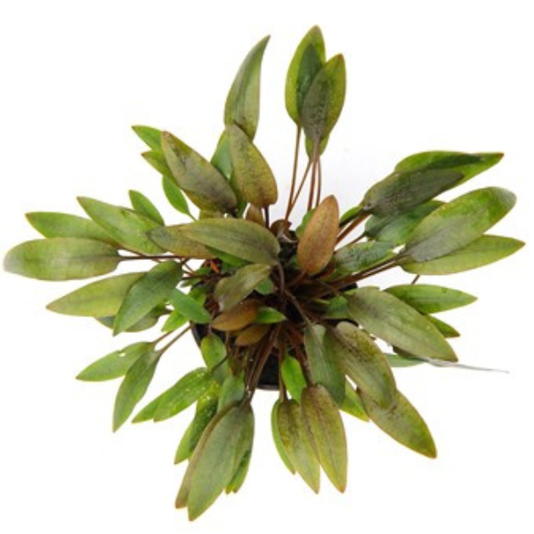 CRYPTOCORYNE WENDTII 'COMPACT'