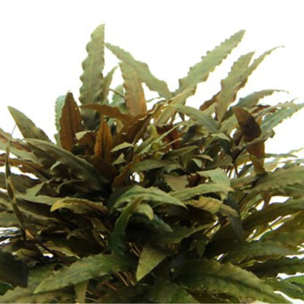 CRYPTOCORYNE WENDTII 'COMPACT'