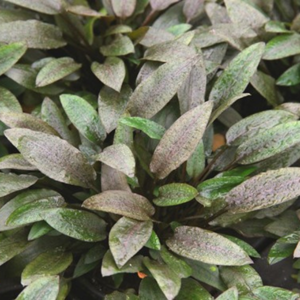CRYPTOCORYNE WENDTII 'COMPACT'