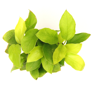 Dennerle Anubias 'Gold' (DPL00785)
