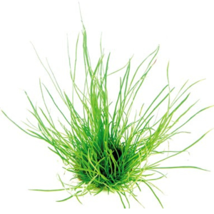 LILAEOPSIS MAURITIANA