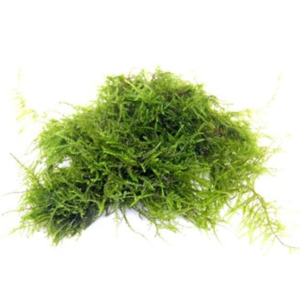 Dennerle Vesicularia spec. Triangle moss
