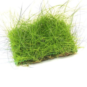 Dennerle Eleocharis acicularis pad (DPL00328)