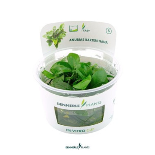 Anubia-barteri-nana-In-Vitro-DPL30586