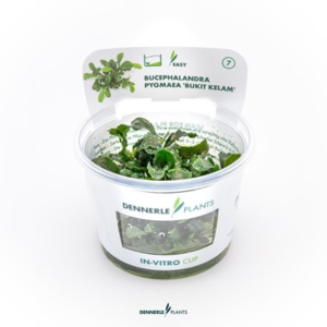 Bucephalandra-pymaea-Bukit-Kelam-In-Vitro-DPL30280