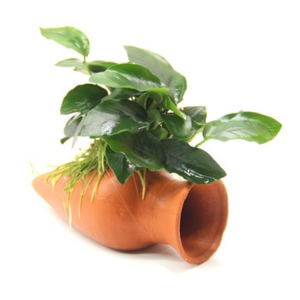 DPL30125 Anubias Nana on amphora L